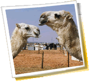 Giro panoramico della città - Arabia Saudita, tempo, telefono cellulare il codice, galleria fotografica