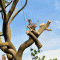 Wigan Tree Services