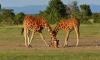 8 Days 7 Nights Aberdares/Samburu/Sweetwater/ Lake Nakuru/ Masai Mara Safari Package